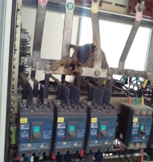 一只貓引發的配電柜管理的思考 一只貓引發的配電柜管理的思考